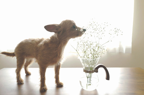 絞り、シャッタースピード、ISO感度の基本を簡単に解説