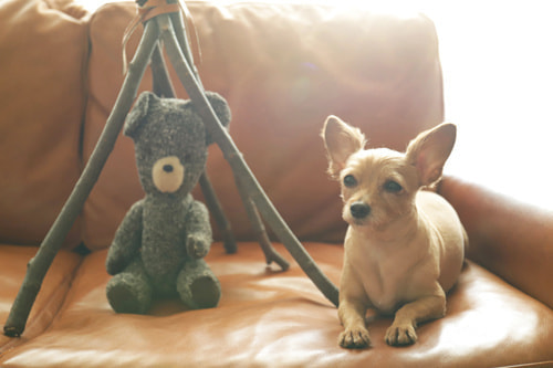 お家でおしゃれな写真を撮るアイデア ナチュラルに撮るなら日中や曇り