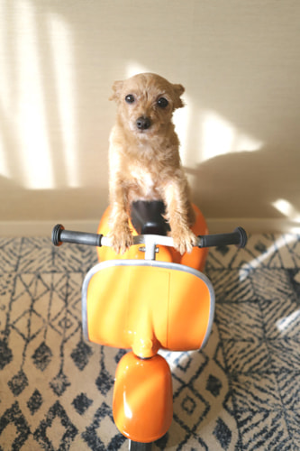 お家でおしゃれな写真を撮るアイデア 斜光を使った写真もおすすめ