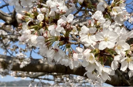 桜をおしゃれに撮るアイデア