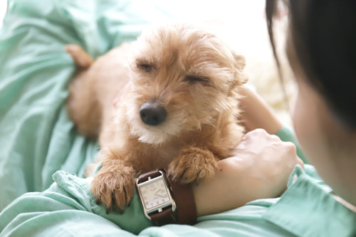 EOS 5D Mark IV｜作例｜犬と時計