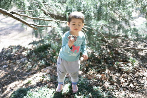 EOS 5D Mark IV｜作例｜森