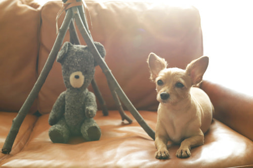 EOS 5D Mark IV｜作例｜逆光