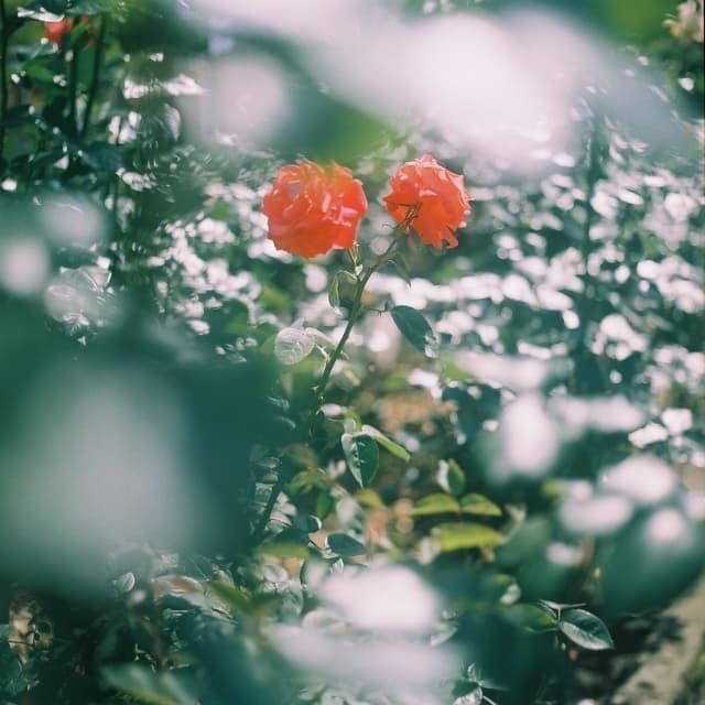 Planar80mm f2.8の作例｜花