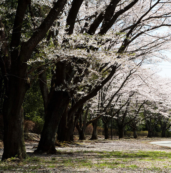 Planar80mm f2.8の作例｜桜
