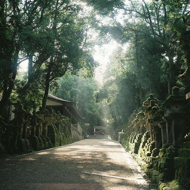 Hasselblad500C Planar C80mm f2.8｜作例｜森と神社の風景