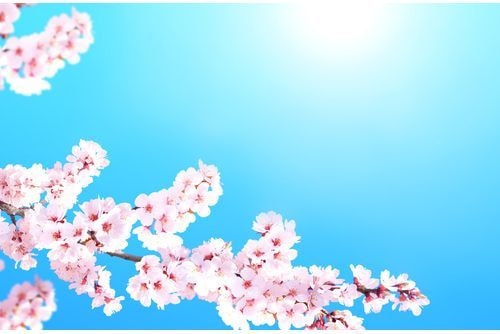 桜をおしゃれに撮る｜ミニマル構図