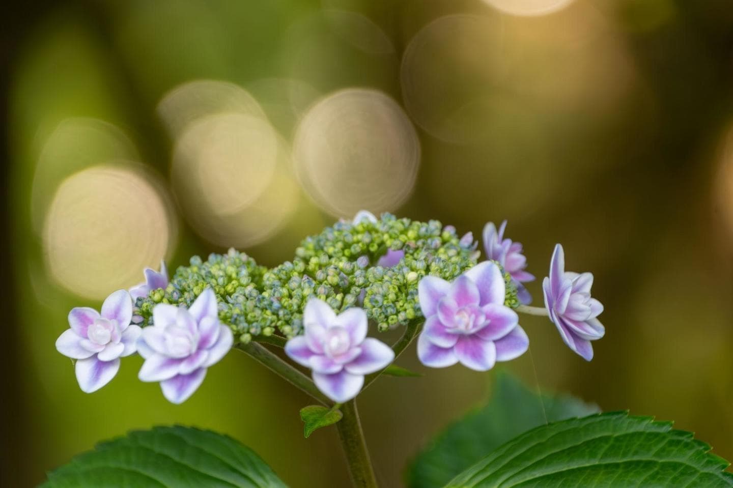 前ボケを使って幻想的な写真