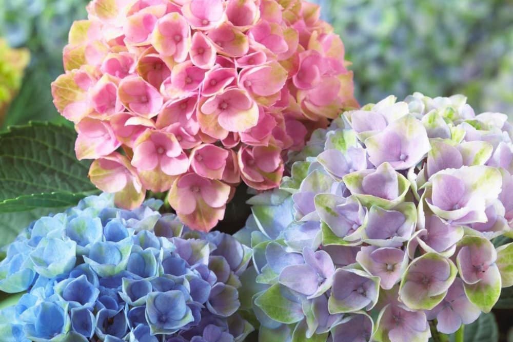 前ボケを使って幻想的な写真