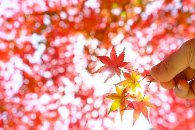紅葉の撮り方｜初心者でも美しく撮れる基本テクニック｜背景に紅葉