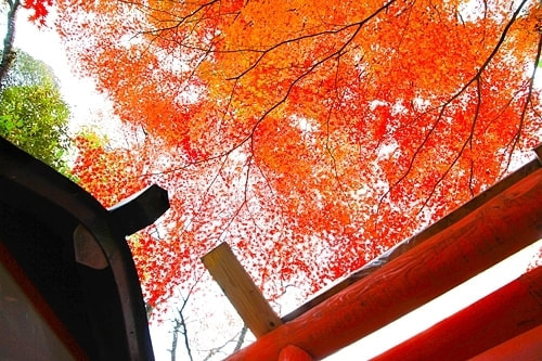 紅葉の撮り方｜初心者でも美しく撮れる基本テクニック｜紅葉撮影で重要なのは「光」