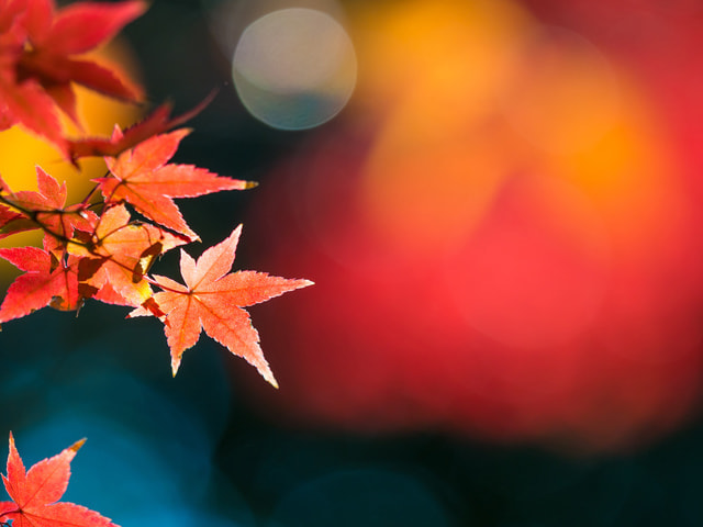 紅葉の撮り方｜初心者でも美しく撮れる基本テクニック｜背景をぼかす