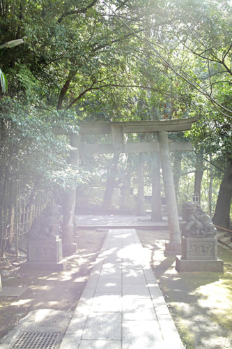 EOS R6 Mark ⅲ RF24-70 f2.8 L USMをレビュー｜逆光