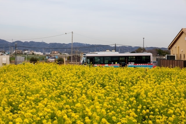 菜の花の撮り方｜初心者でも映えるコツとおすすめ構図