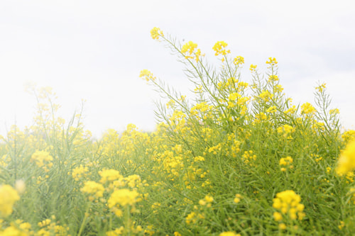 菜の花の撮り方｜初心者でも映えるコツとおすすめ構図