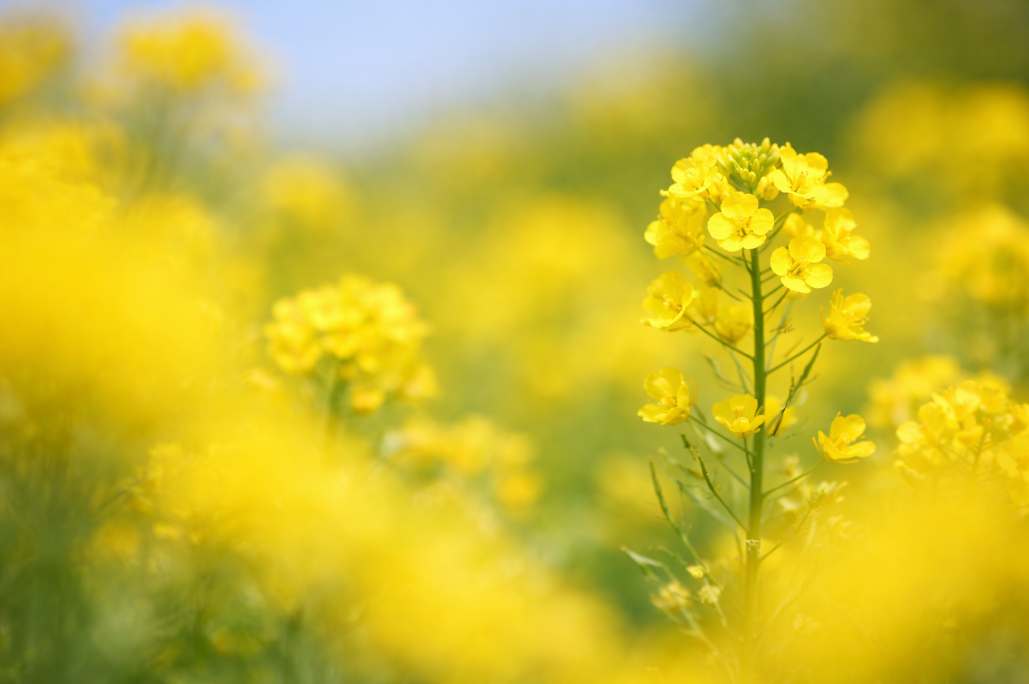 前ボケ｜菜の花の撮り方｜初心者でも映えるコツとおすすめ構図
