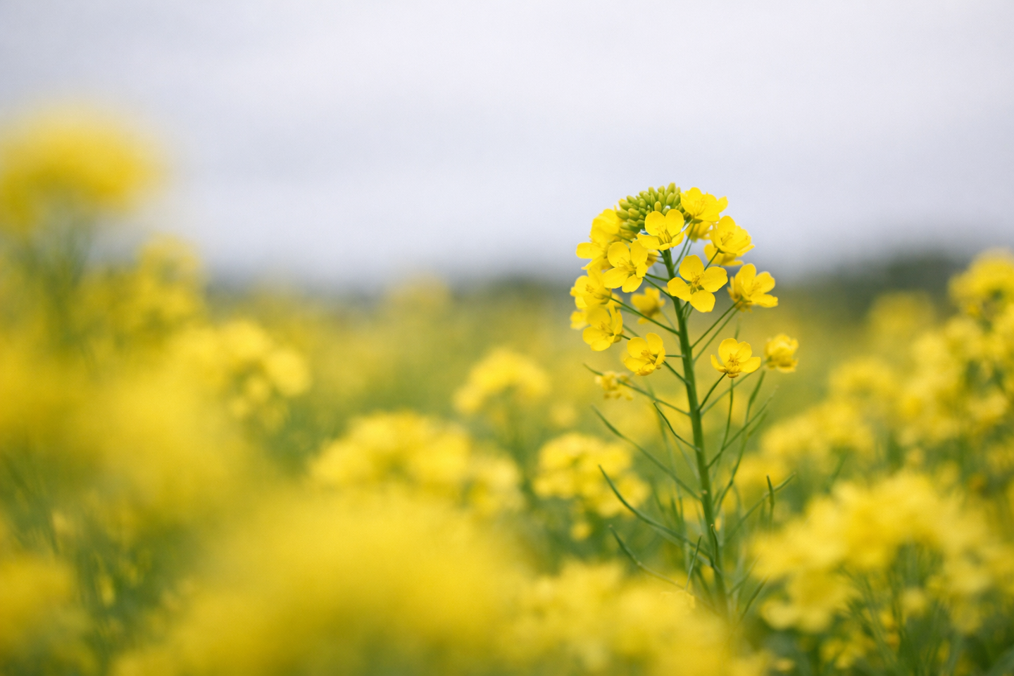 空を入れる｜菜の花の撮り方｜初心者でも映えるコツとおすすめ構図