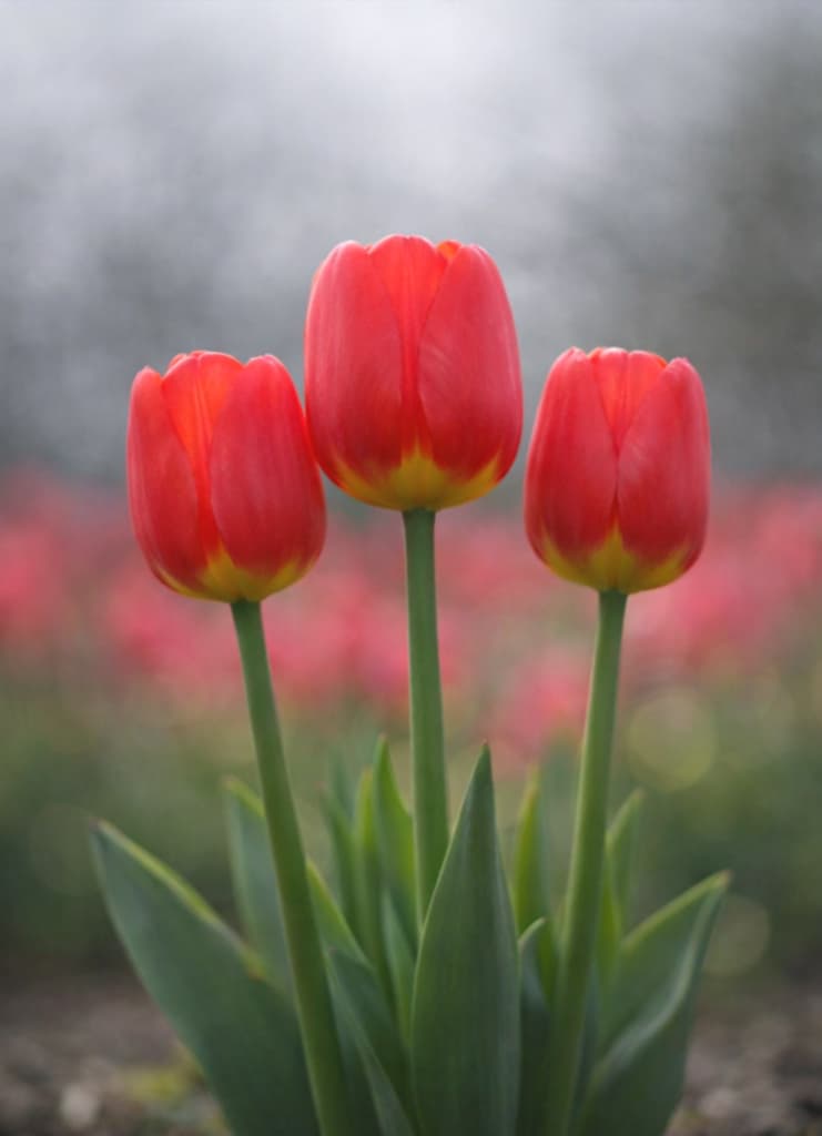 チューリップの美しい撮り方｜背景をぼかす